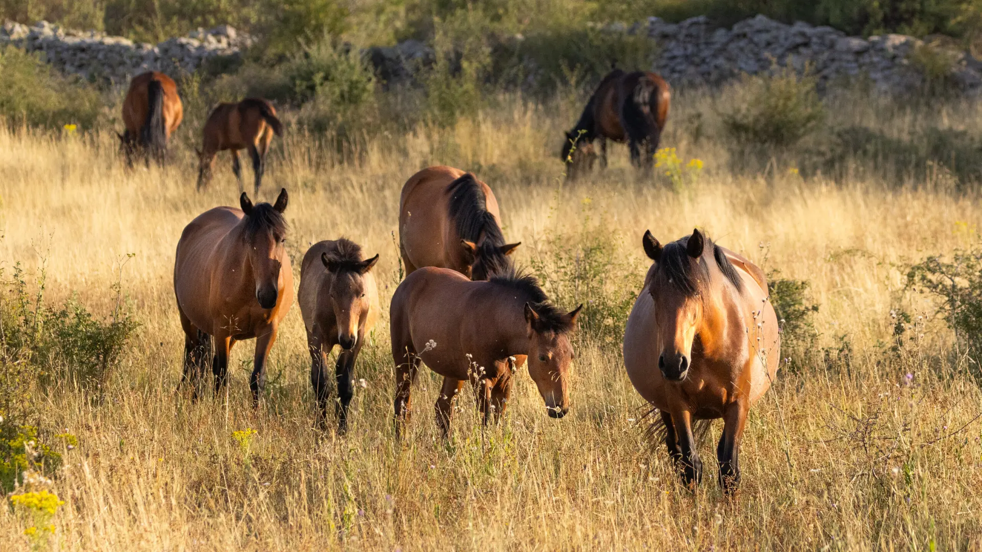 
         El regreso de los caballos al Sistema Ibérico sur para renaturalizar el paisaje y prevenir incendios 
    