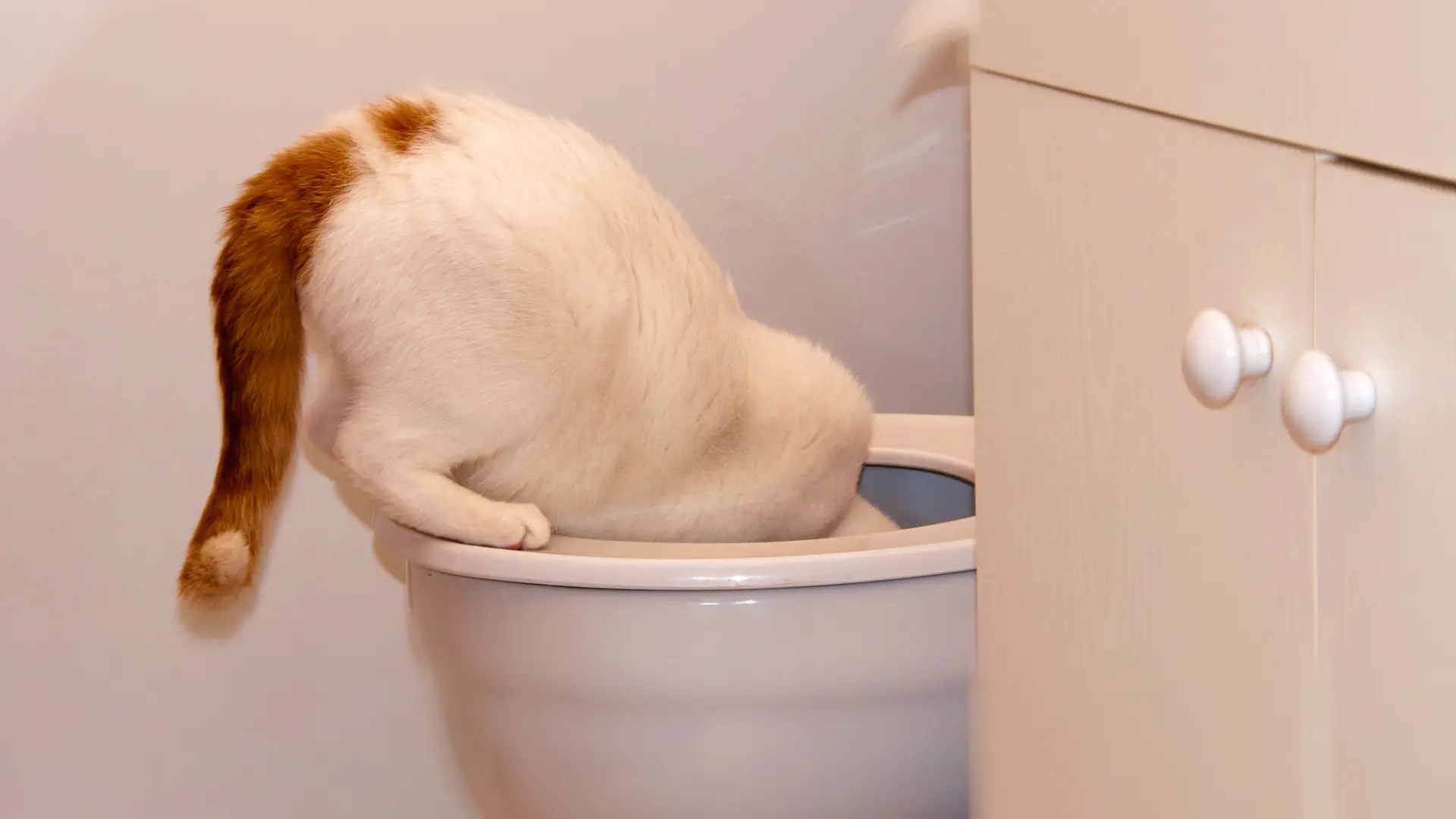 ¿Es peligroso que perros y gatos beban del retrete o del bidé?