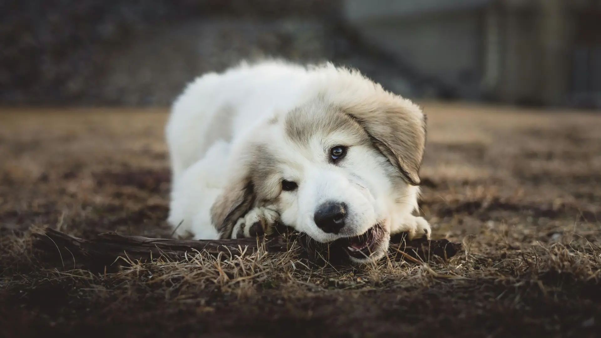 Huesos bajo tierra y galletas en el sofá: la ciencia detrás del perro que esconde comida