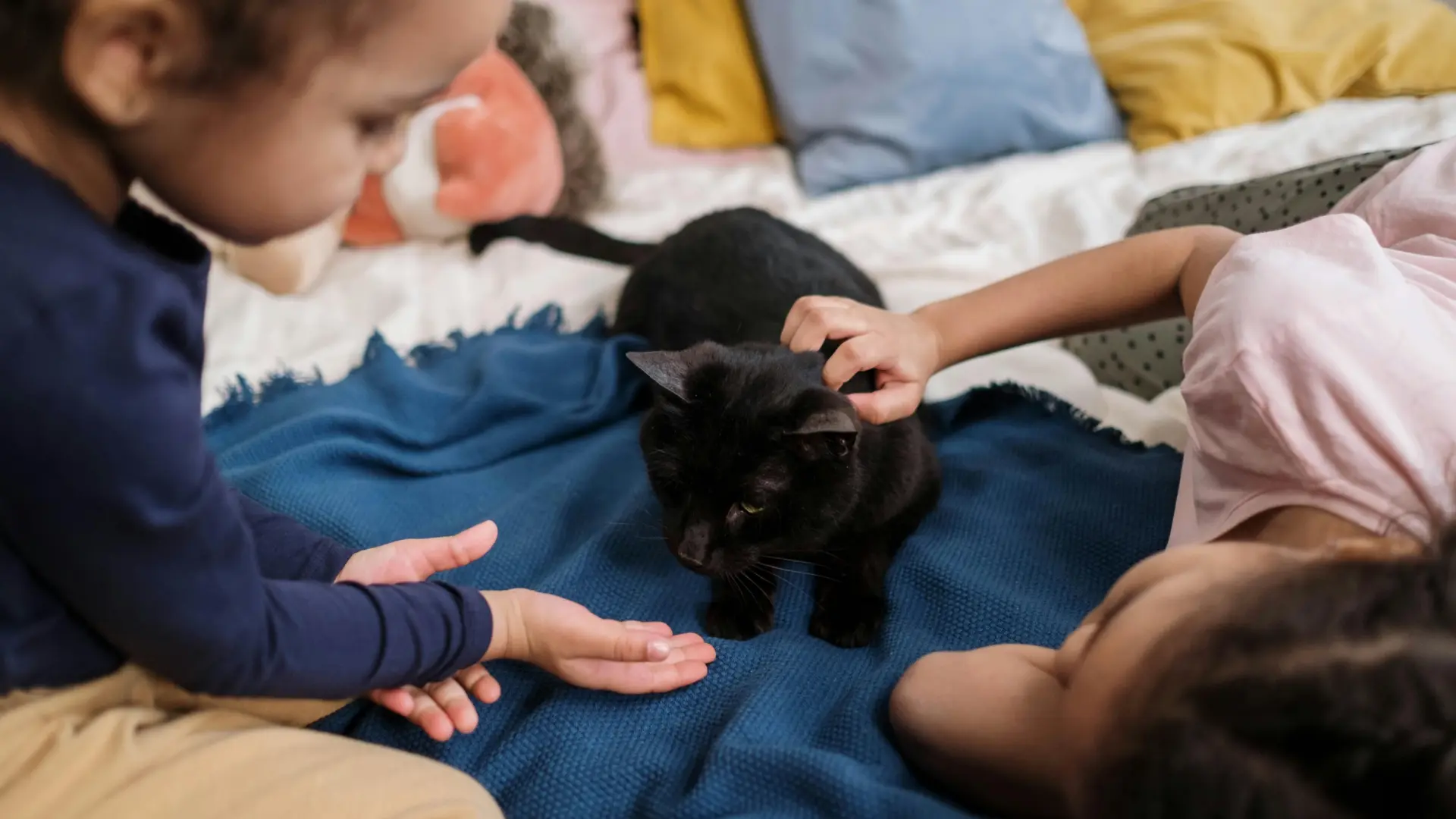 
         Qué hacer y qué no para evitar el estrés de nuestros gatos durante las reuniones familiares 
    