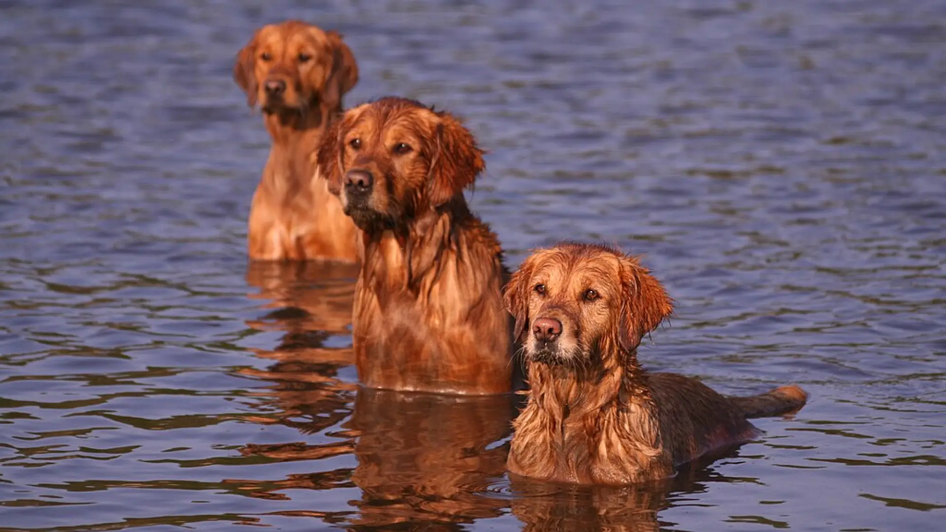 
         Un estudio genético en golden retrievers detecta genes ligados a emociones también en humanos 
    