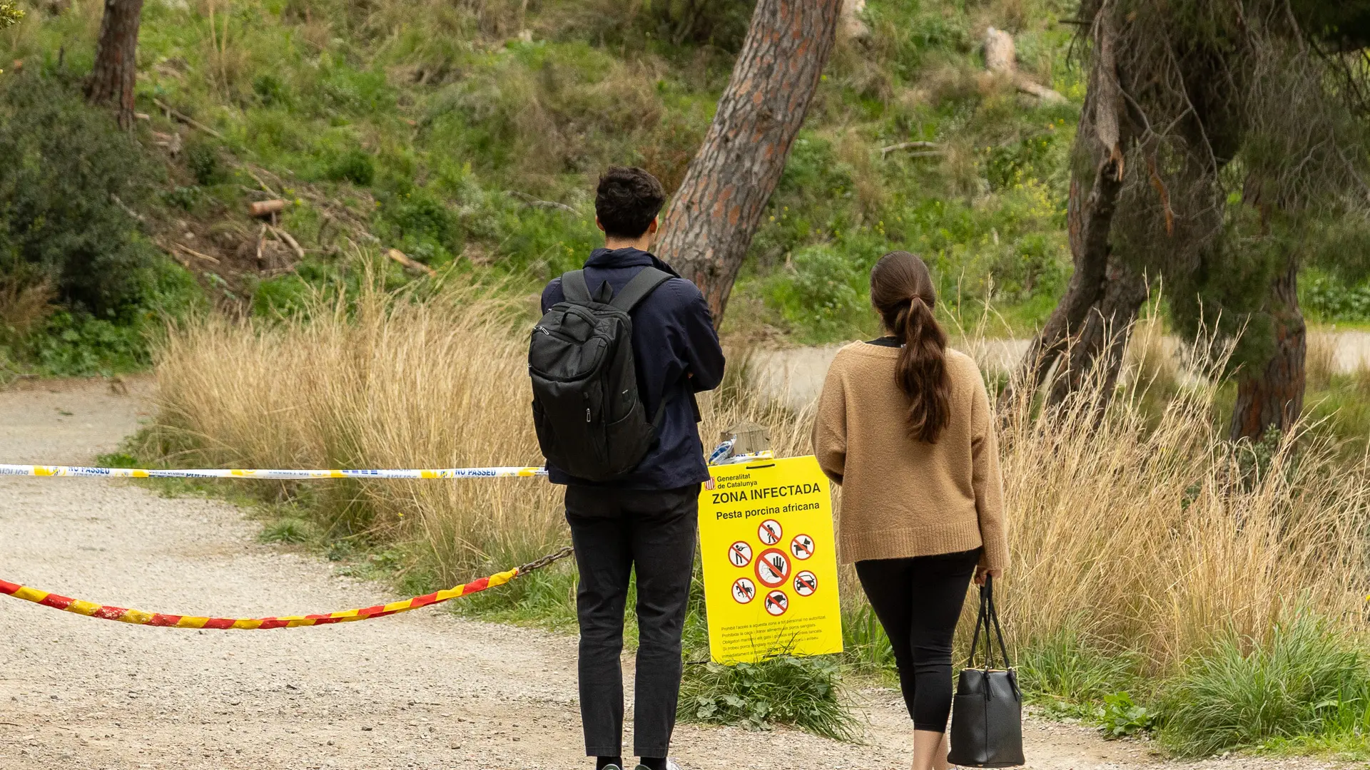 
         El Govern ejecuta una tercera corona para bloquear la peste porcina "por seguridad, no por necesidad" 
    