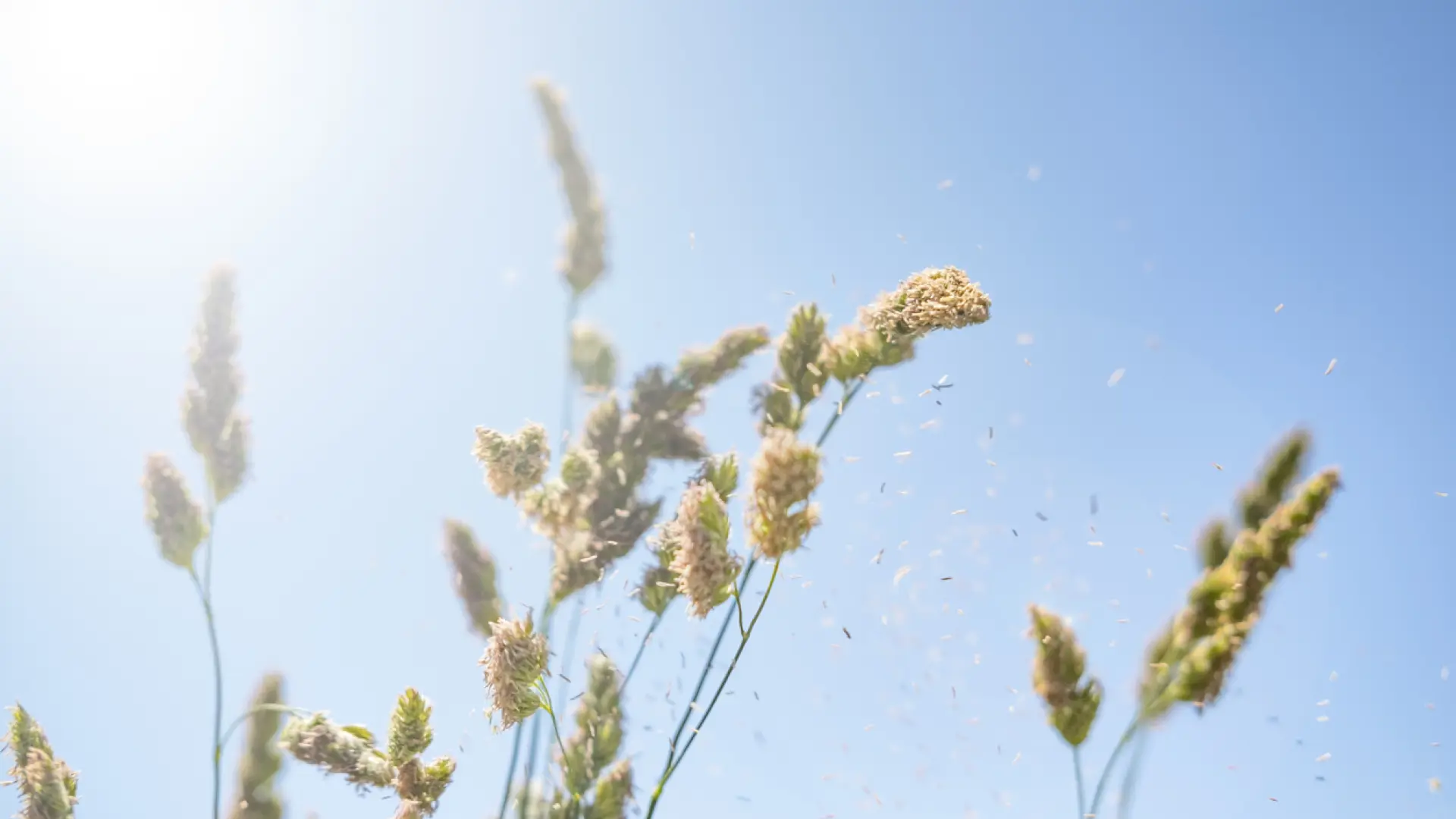 La temporada de alergias en Cataluña será más larga e intensa esta primavera
