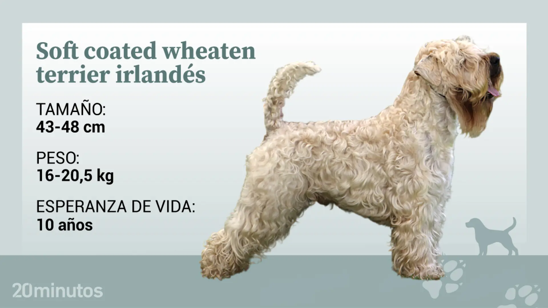 
         El soft coated wheaten terrier: el “perro del pobre” de origen irlandés famoso por su color dorado 
    