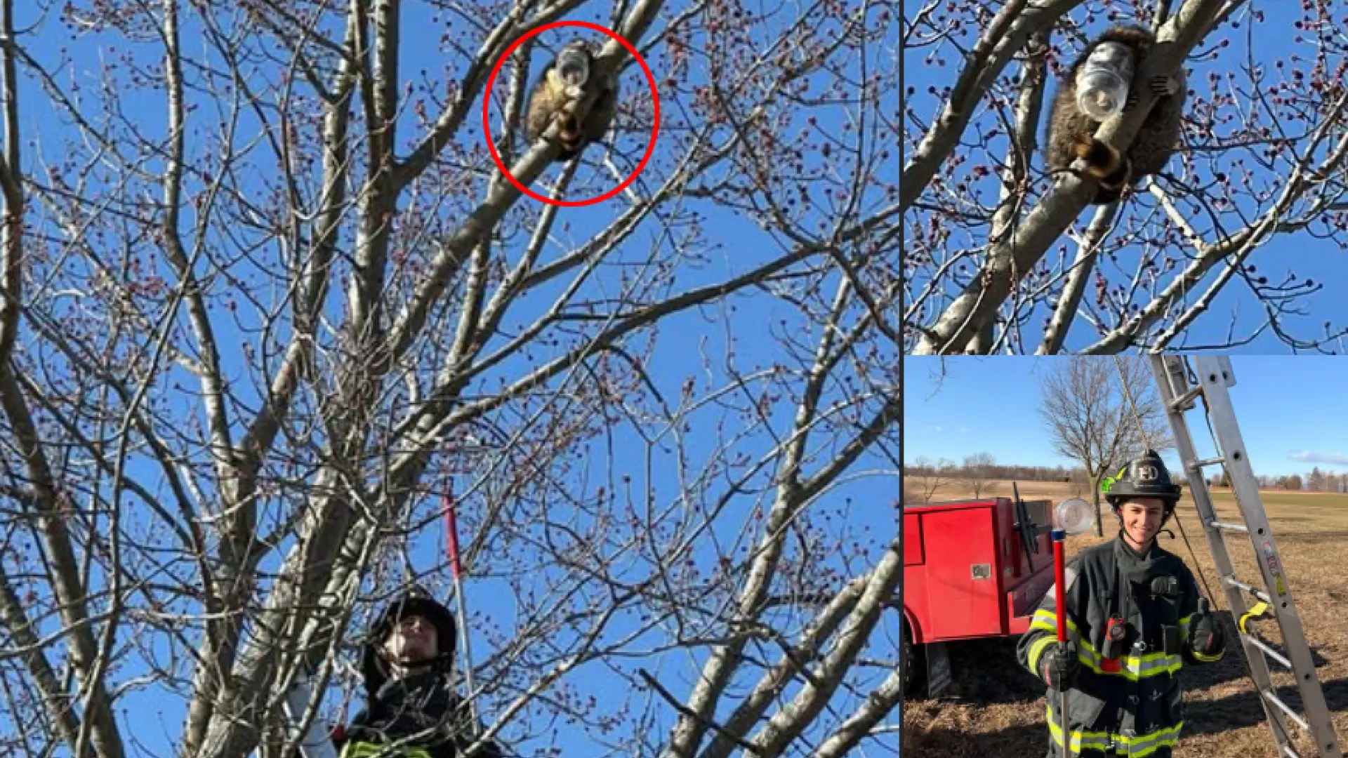 
         Un mapache con su cabeza atascada en un tarro es rescatado de lo alto de un árbol 
    
