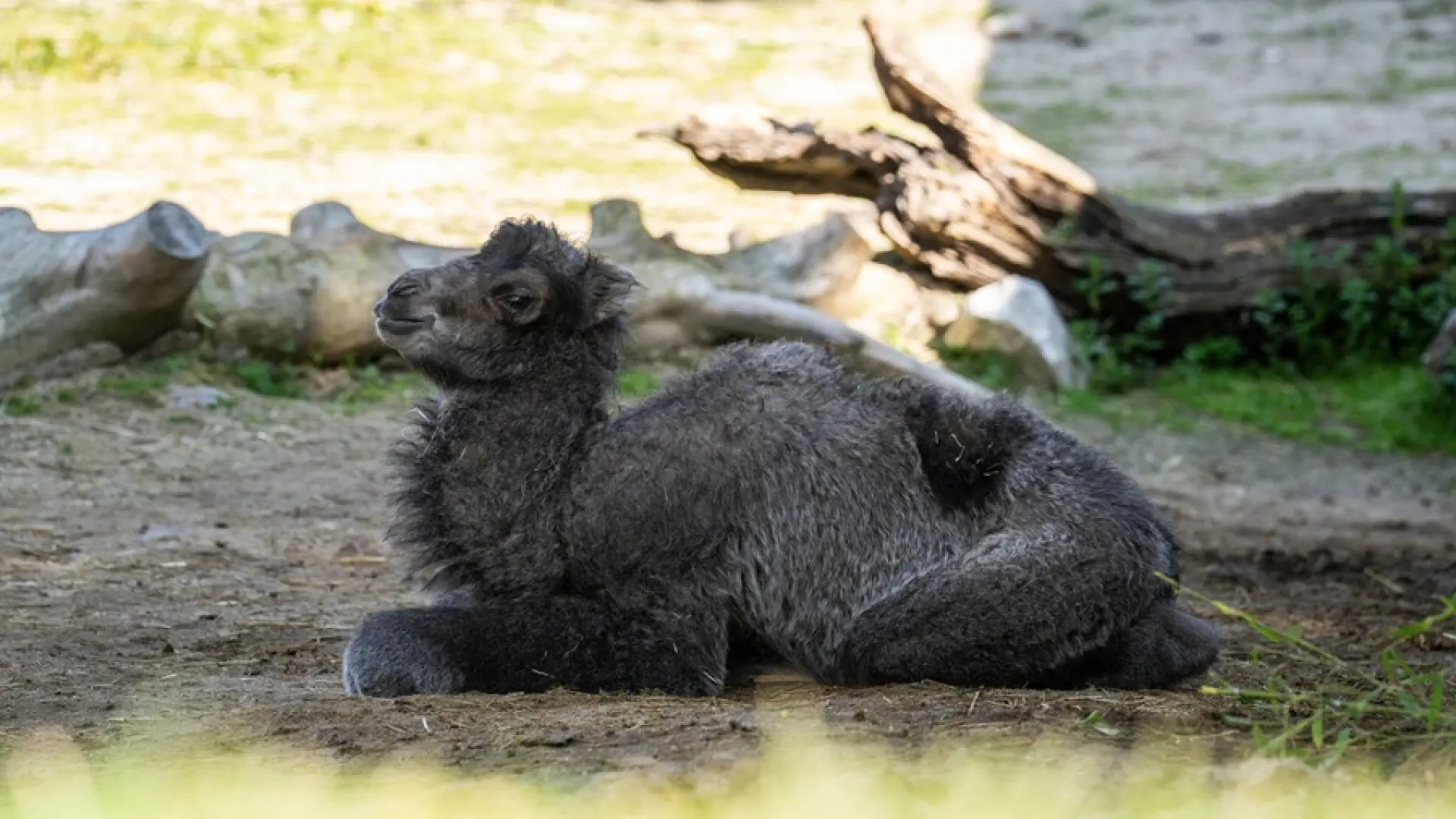 
         Una nueva cría de camello alegra la primavera en el Zoo Aquarium de Madrid 
    