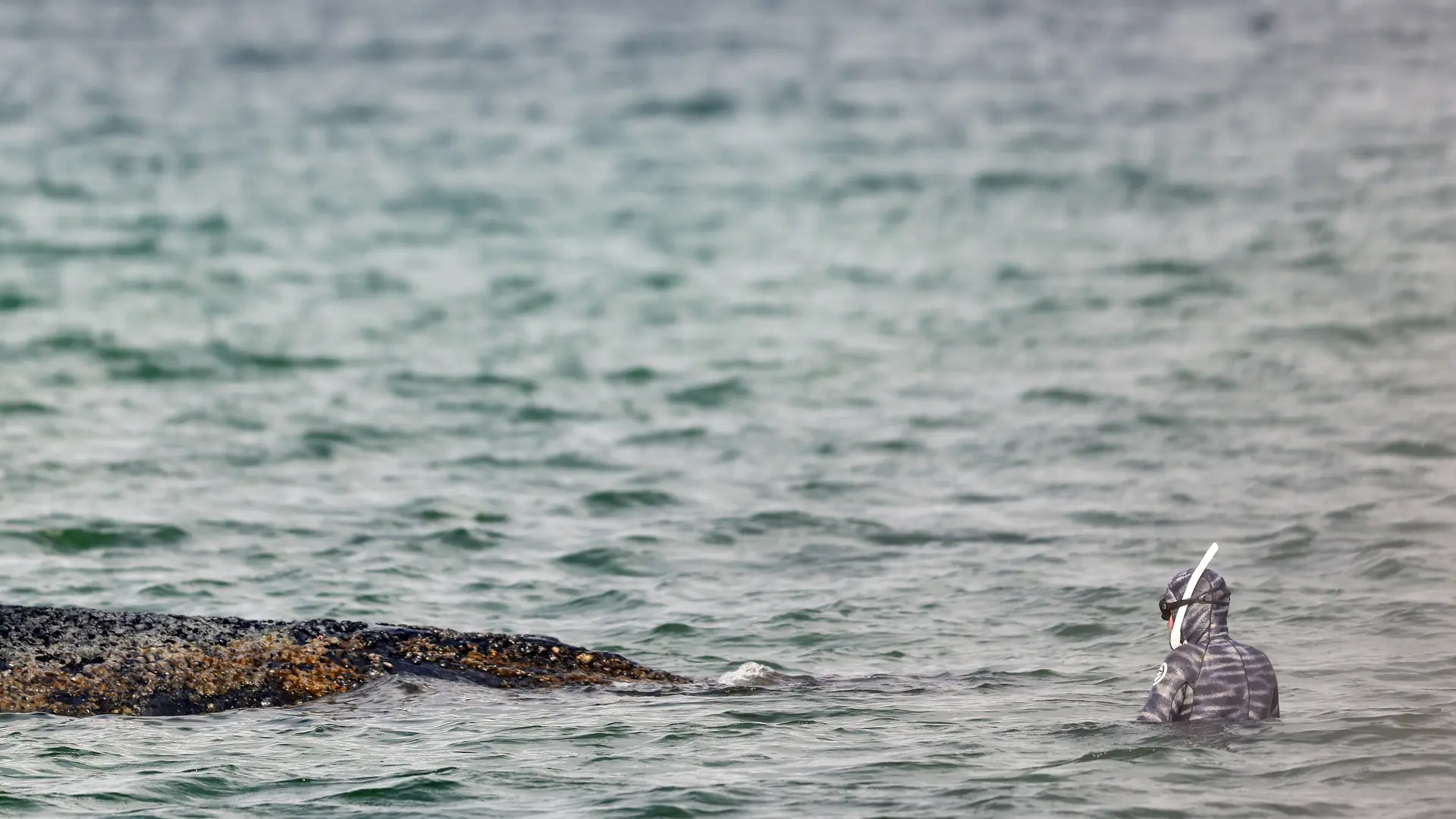 
         Una ballena jorobada varada en la costa alemana del mar Báltico consigue liberarse por sí misma 
    