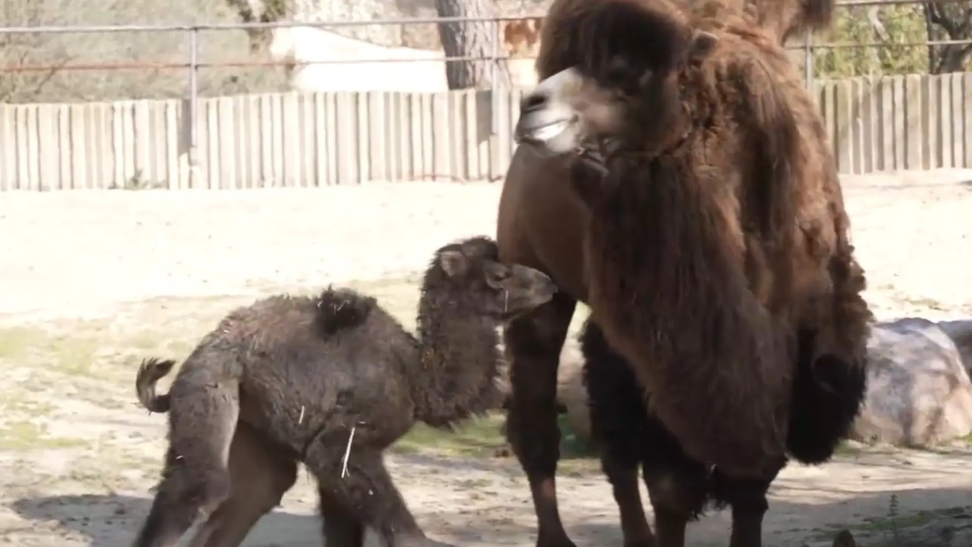 
         Nace un camello en Zoo Aquarium de Madrid 
    