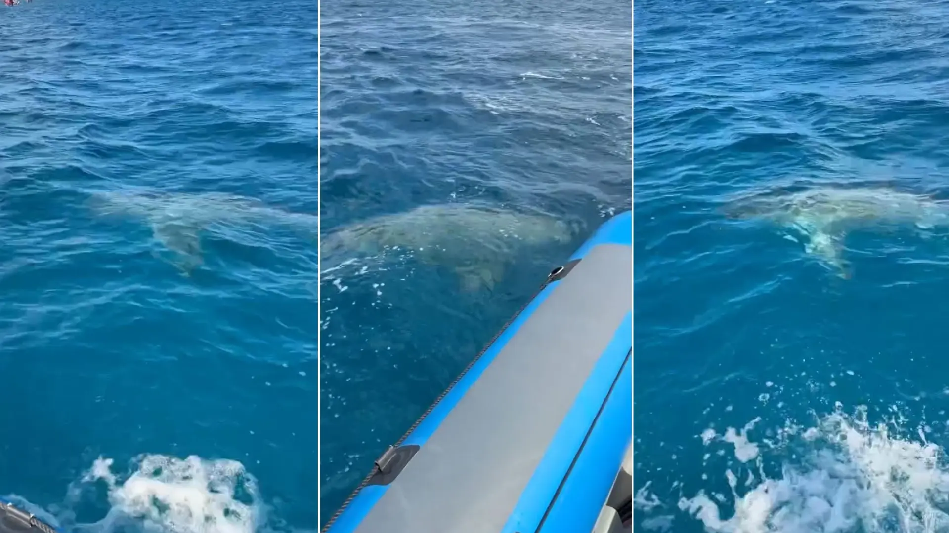 
         Avistan un gran tiburón nadando entre los participantes de una regata en Palma 
    