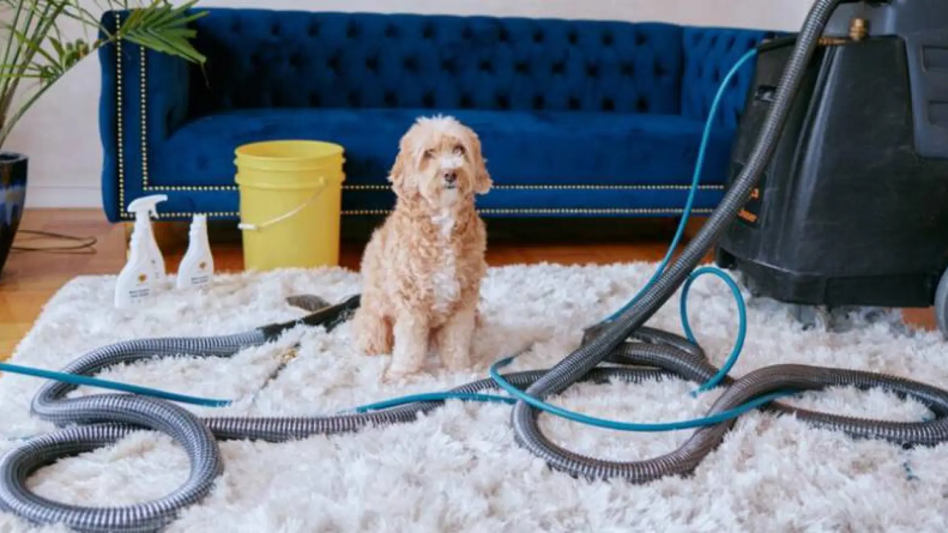 
         La Unión Europea avanza hacia la prohibición de pruebas con animales en productos de limpieza 
    