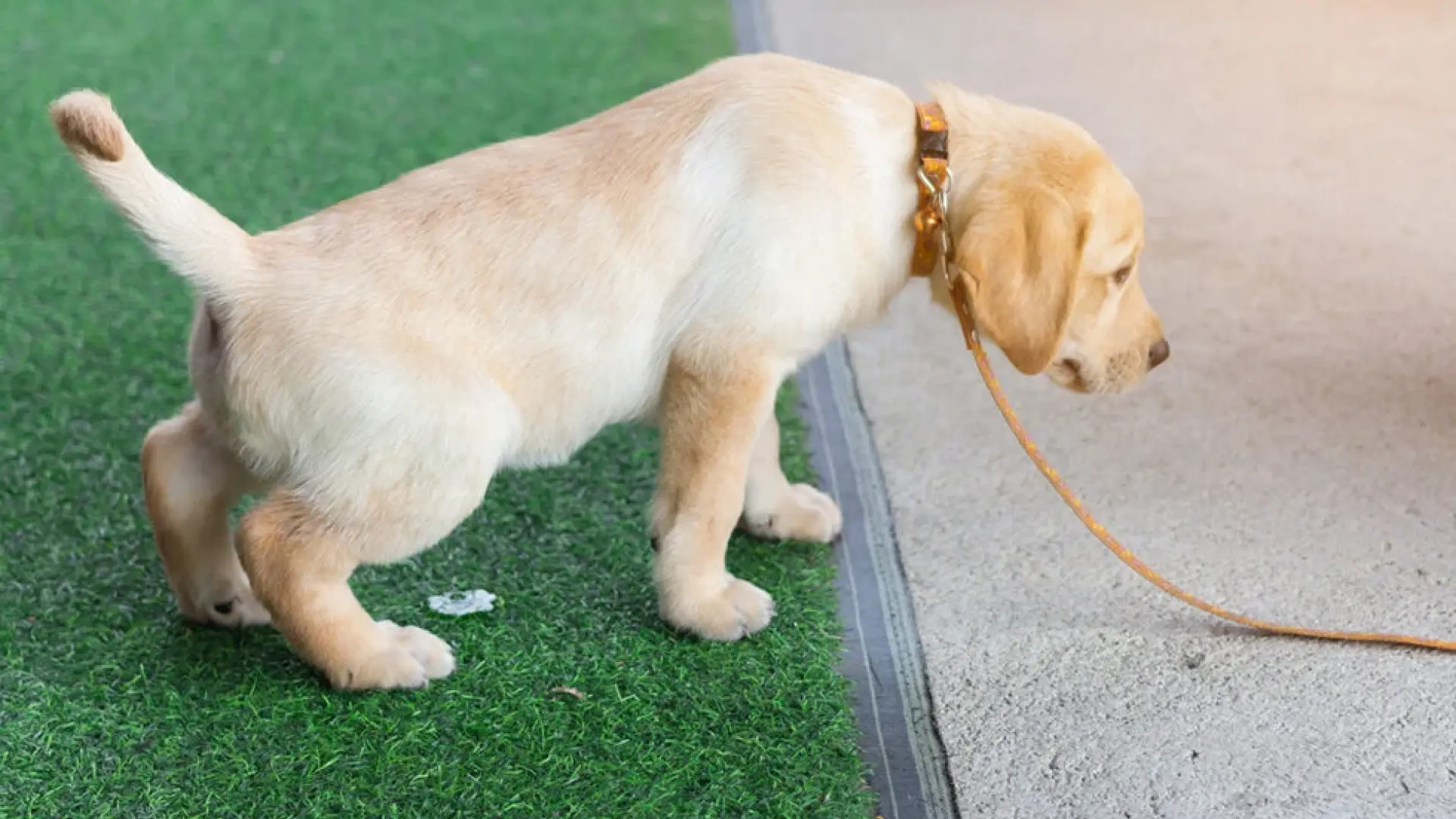 
         ¿Es seguro el césped artificial para perros y gatos? Las claves para una elección correcta 
    