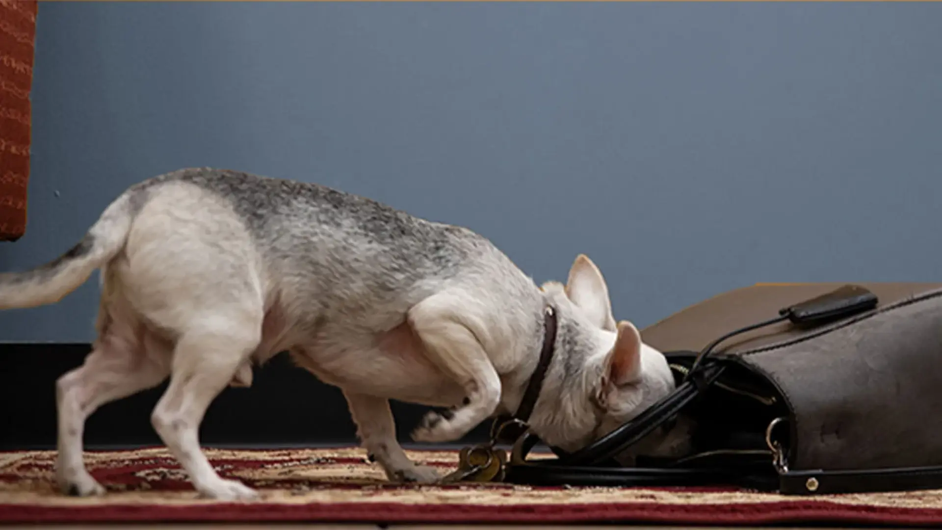 
         Qué ocurre si un perro se come un chicle: riesgos reales y cómo actuar 
    