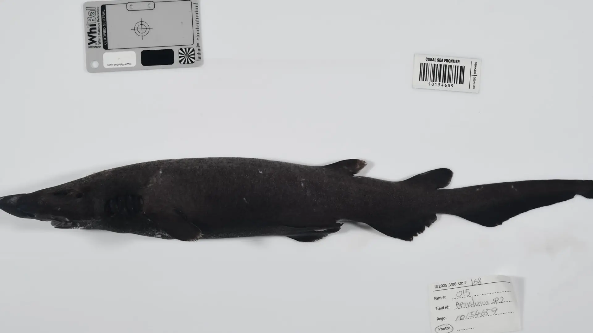 
         Descubren más de 110 nuevas especies marinas en aguas inexploradas 
    