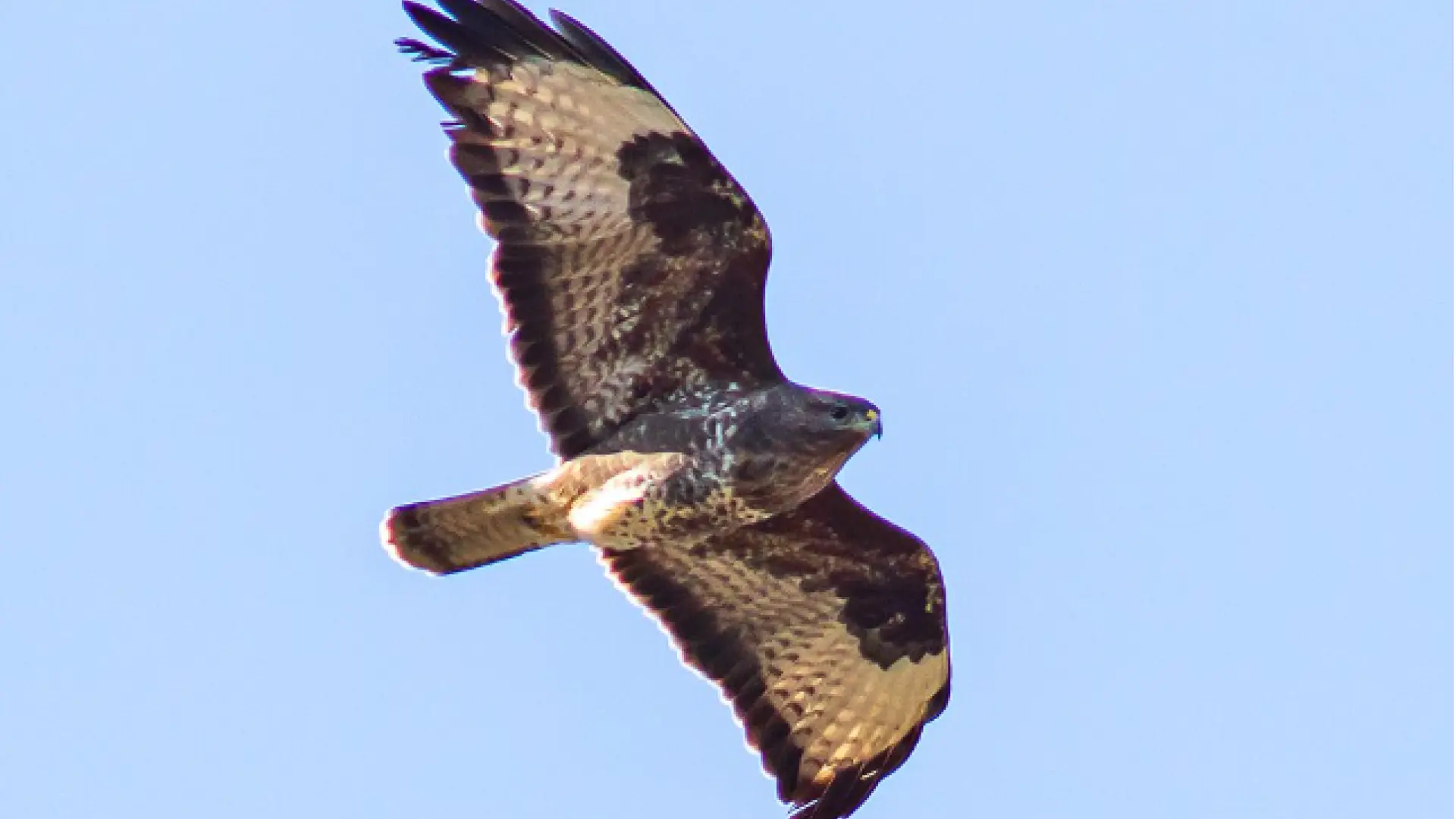 
         Un águila ratonera aterroriza a una ciudad: "Ataca siempre igual, a la cabeza... y por detrás" 
    