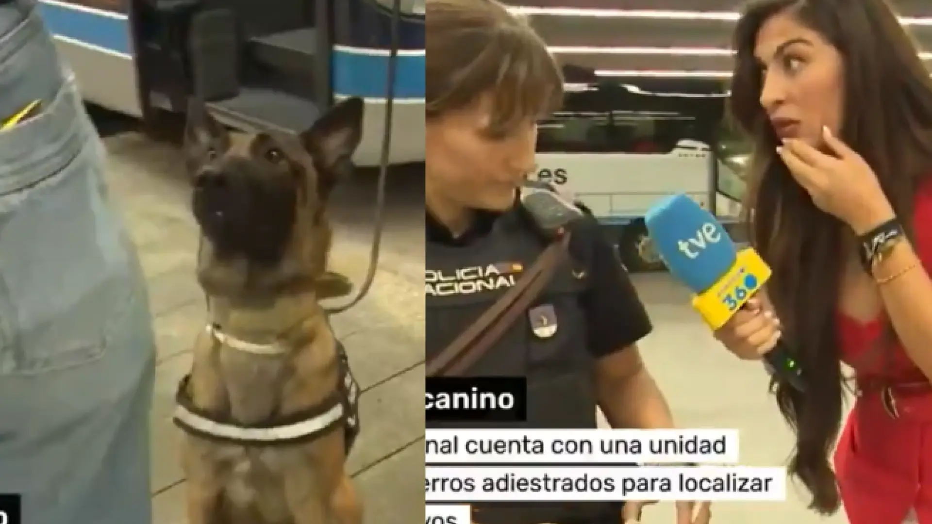 
         El reportaje de una detención en directo durante San Fermín se vuelve viral en China: "Mala suerte" 
    