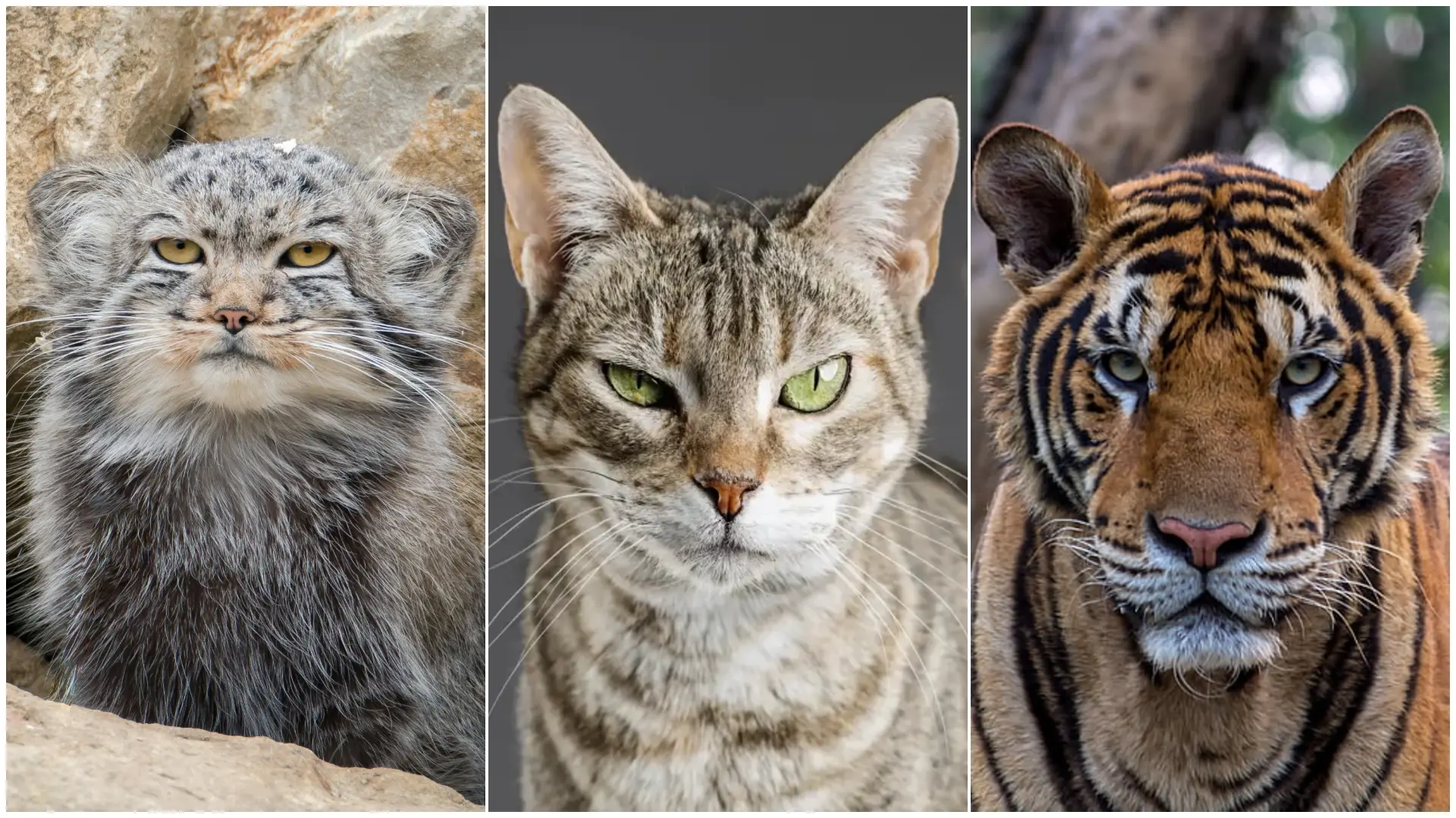 
         Anatomía felina: por qué los gatos tienen orejas puntiagudas y los grandes felinos no 
    