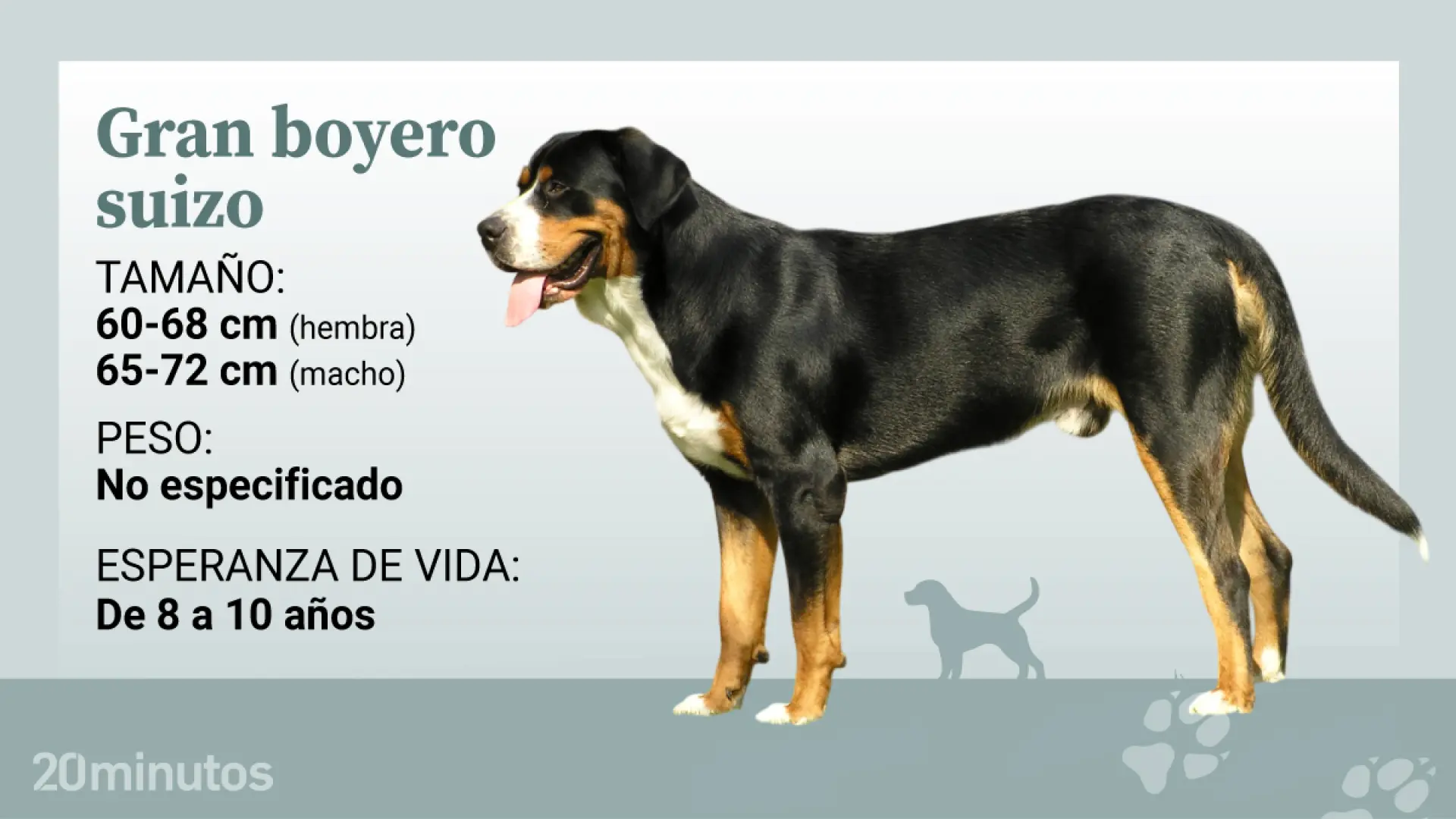
         Así es el gran boyero suizo, el gigante de los Alpes que pasó de perro de tiro a compañero familiar 
    