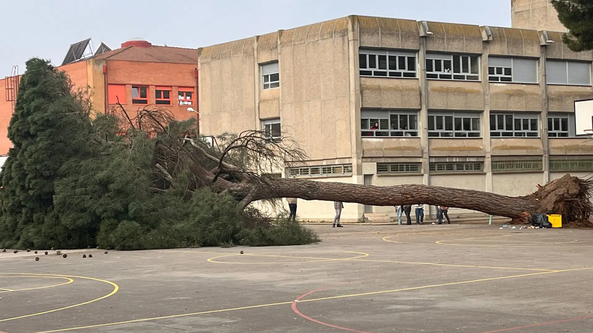 
         Un pino de más de 20 metros cae sobre el patio de un colegio de Valladolid 
    