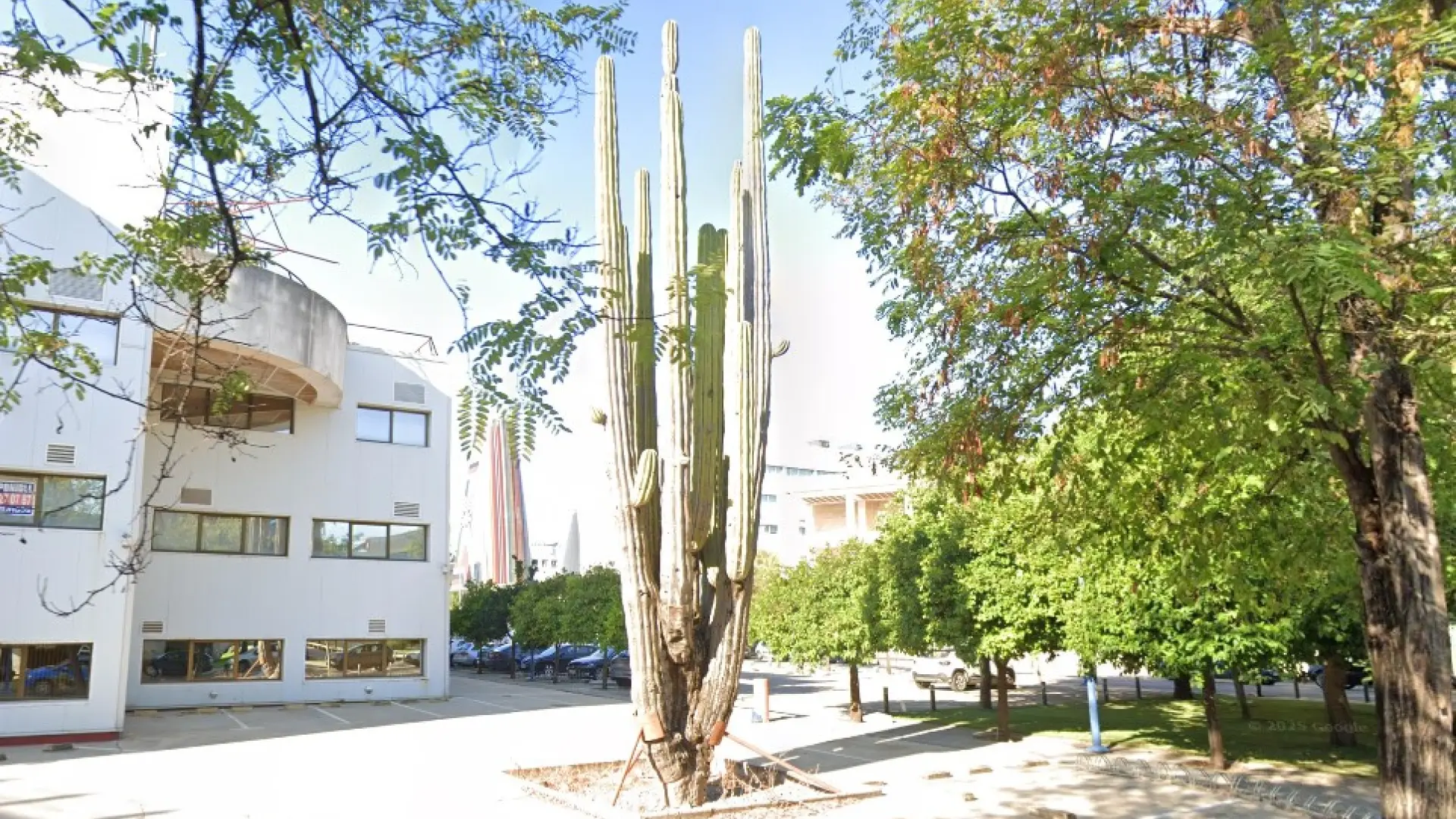 
         Un cactus con 1.500 años de vida pide ayuda en Sevilla para poder seguir en pie 
    