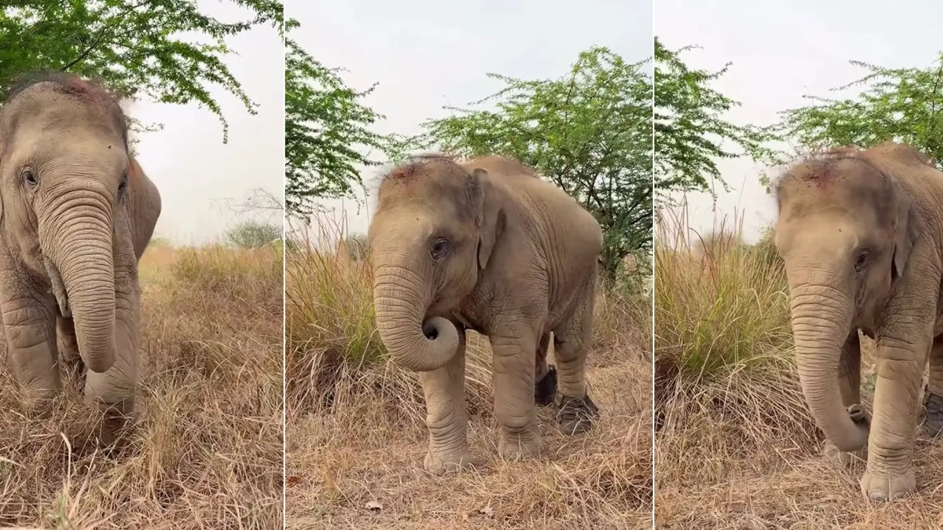 
         El milagro de Bani, la elefanta atropellada por un tren que vuelve a caminar gracias a este invento 
    