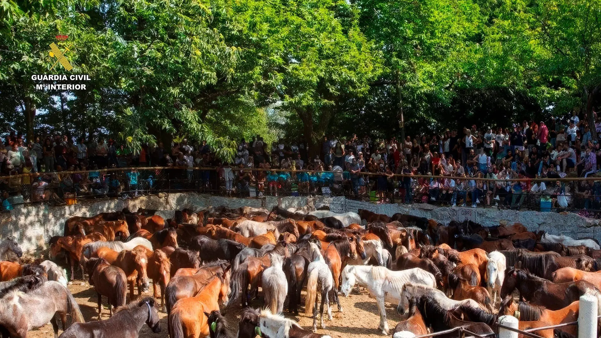 
         Cinco detenidos por robar más de 70 caballos y matar a cinco de ellos en la sierra de O Barbanza 
    