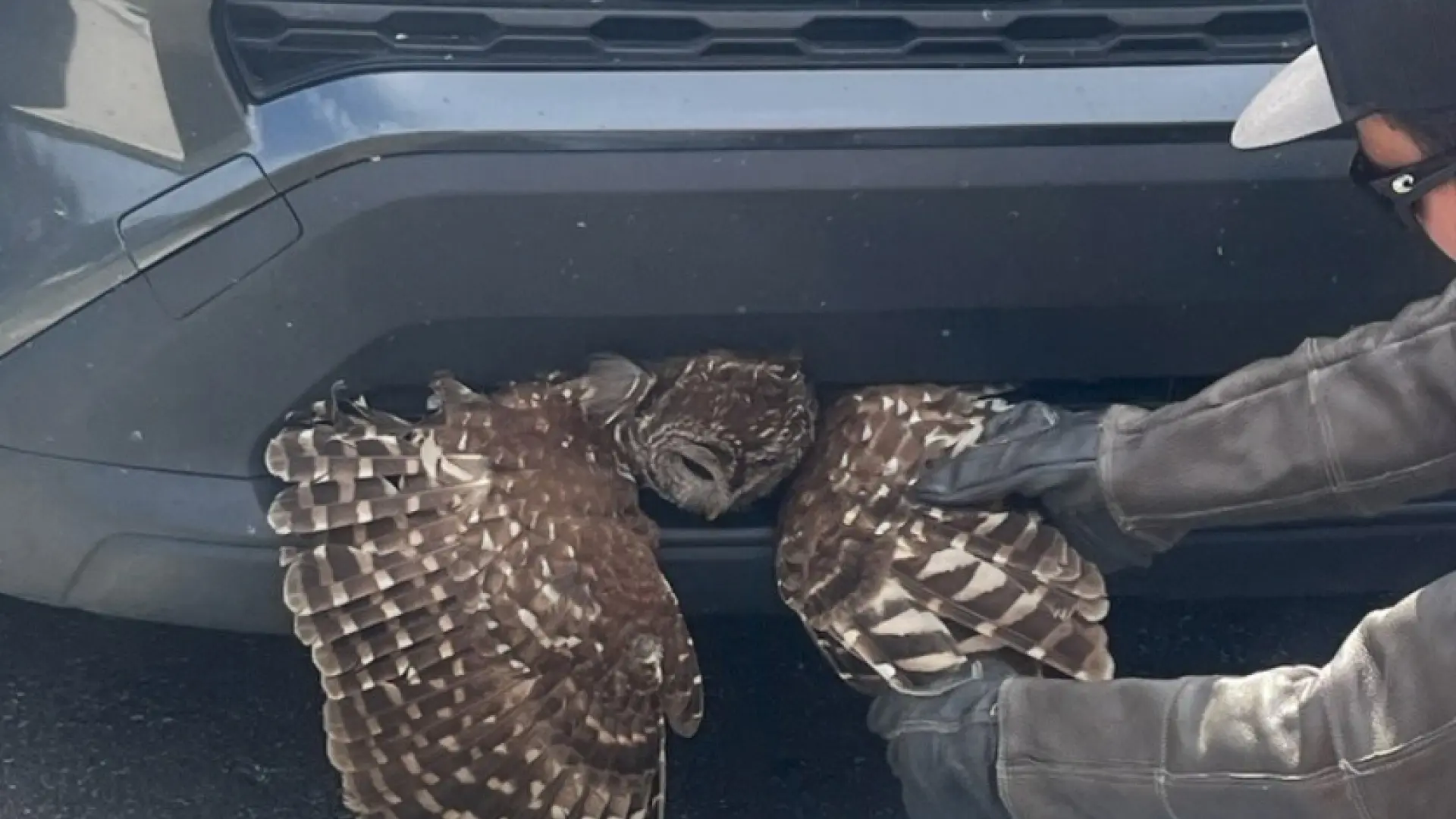 
         El complicado rescate de un búho atrapado en la parrilla de un coche 
    