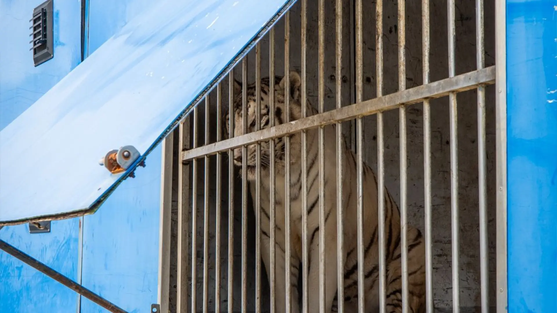 
         Sona, el último tigre de circo de Portugal, llega a un santuario de grandes felinos en Alicante 
    