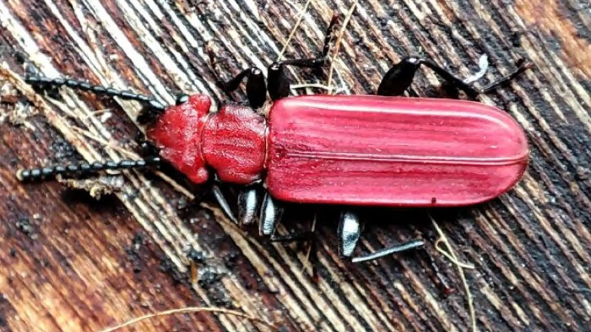 
         Hallan en León una especie de escarabajo rojo amenazada en Europa y prácticamente desconocida en España 
    