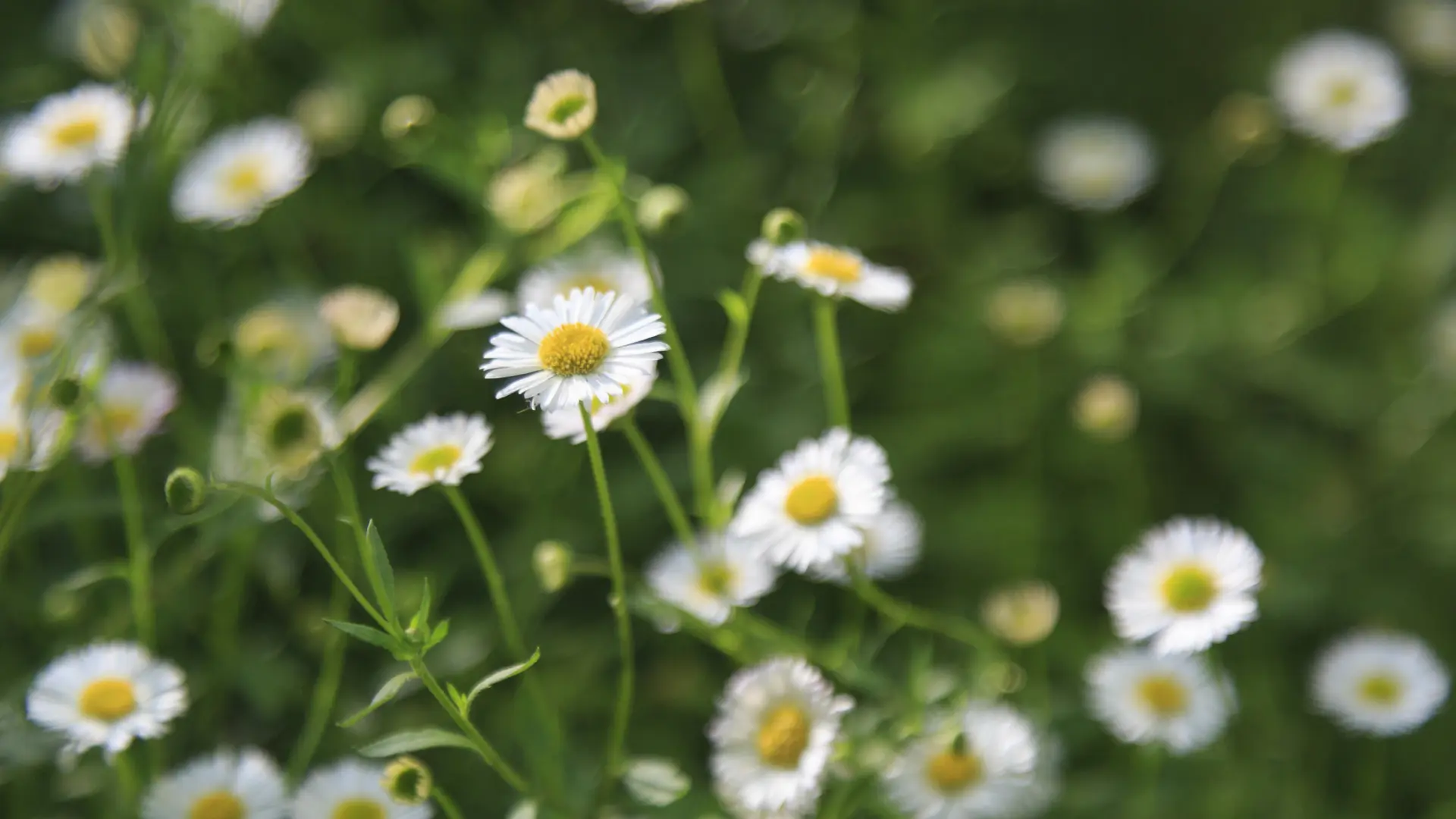 Así debes cuidar las margaritas: tipo de riego, época de cultivo y poda ...