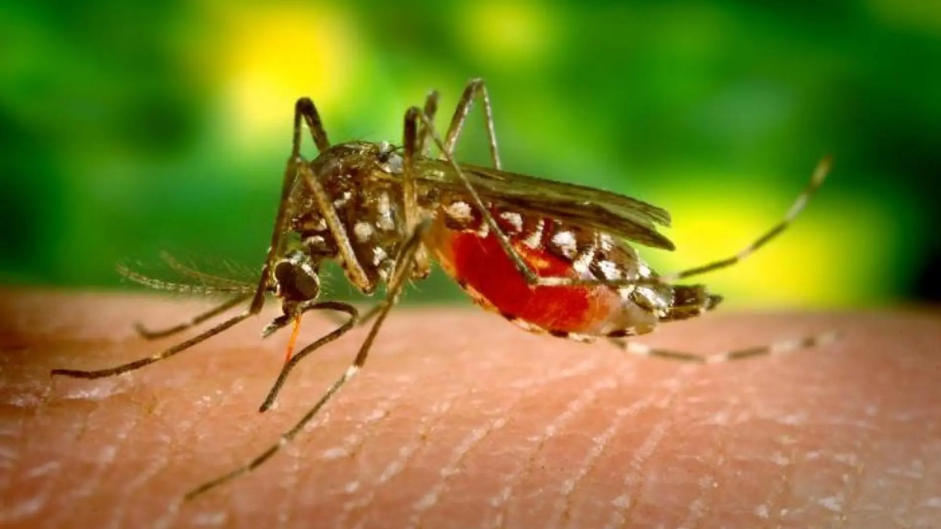 Andalucía eleva a 54 los casos de virus del Nilo tras detectar dos nuevos en la provincia de Sevilla, uno de ellos grave