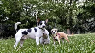los cubitos de hielo dañarán a los perros
