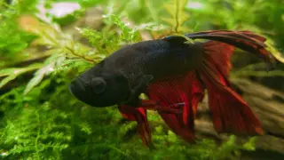 Un combatiente de Siam o pez Betta,