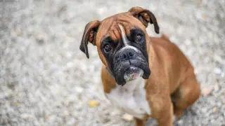 Los bóxers son perros braquicéfalos, o de cara chata.