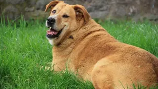 cómo se realiza rcp en un perro