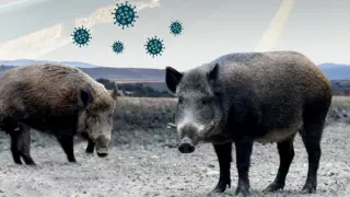 Imagen representativa de la peste porcina.