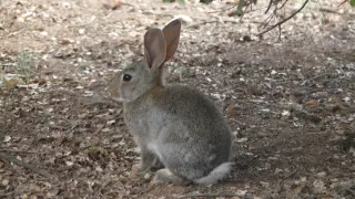 El Gobierno regional declara la emergencia cinegética temporal por sobrepoblación de conejos en 308 municipios