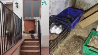 Algunos de los gatos en casa de Matilde.