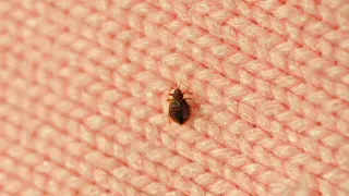 Las chinches se refugian en las camas y sofás o cerca de ellos, y pueden ser muy difíciles de exterminar.