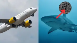 La piel de tiburón llega a Vueling.