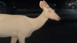 El ciervo albino avistado en Michigan.