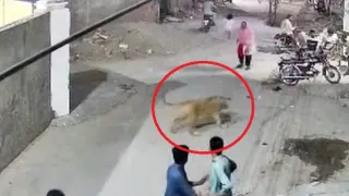 Un león ataca a una mujer y sus dos hijos en Pakistán.