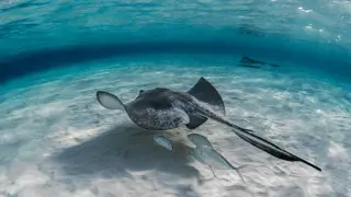 Mobula mobular nadando en el mar