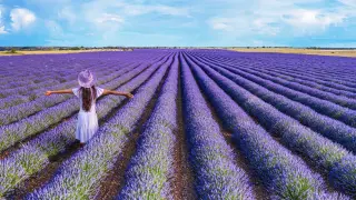 Campos de lavanda en Brihuega (Guadalajara).