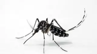 Un mosquito tigre (Aedes albopictus), vector de enfermedades arbovirales como el dengue, el zika, el chikungunya o la fiebre amarilla.