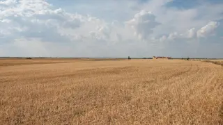 (Foto de ARCHIVO)Campo de pasto, a 17 de junio de 2024, en Albacete, Castilla-La Mancha (España). La Unión de Pequeños Agricultores (UPA), solicita que se declare la provincia de Albacete como zona desfavorecida para que tanto agricultores como ganaderos de la zona puedan optar a las ayudas específicas por daños y bajos rendimientos en los principales cultivos, así como en la ganadería que no tiene pastos. Solicitan también mejoras en las dotaciones de agua.Víctor Fernández / Europa Press17 JUNIO 2024;UPA;ZONA DESFAVORECIDA;ALBACETE;SEQUÍA;CASTILLA-LA MANCHA17/6/2024