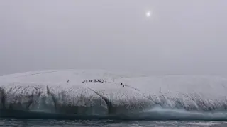 Pingüinos barbijo sobre hielo flotante en el océano Austral, frente a la costa de las islas Orcadas del Sur, al norte de la península Antártica, el 9 de marzo de 2023.
