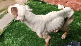 14/11/2025 Sucesos.- Detenida en Sigüenza por no cuidar a su perro, que tuvo que ser sacrificado por el grave estado que presentaba.El Seprona de la Comandancia de la Guardia Civil de Guadalajara ha detenido en Sigüenza a una mujer de 32 años, como presunta autora de un delito contra la flora y la fauna por maltrato animal. Se trata de la propietaria de un perro al que privó de los cuidados necesarios y que finalmente tuvo que ser sacrificado debido al grave estado que presentaba.SOCIEDAD CASTILLA-LA MANCHA ESPAÑA EUROPA GUADALAJARA AUTONOMÍASGUARDIA CIVIL