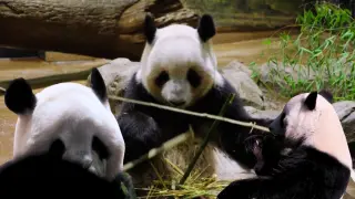 Osos pandas