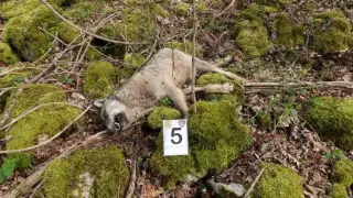 Imagen de un lobo envenenado en Italia.