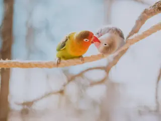 Dos loros conviviendo en el centro de Avetropic.